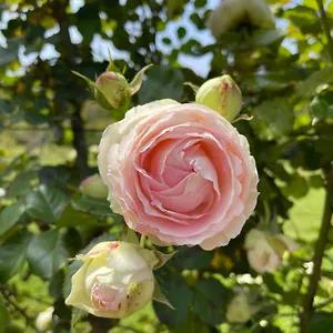 https://artistic-antibes-apartment-in-picassos-home-town.fr-provencehotel.com